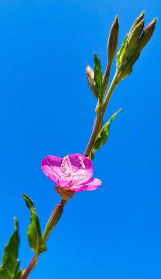 放寬心態的佛語早安心語修身養性深度好文