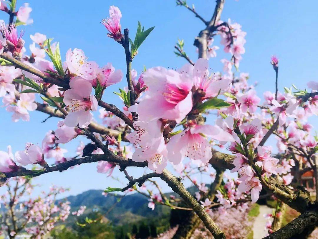 桃花资料风景图片