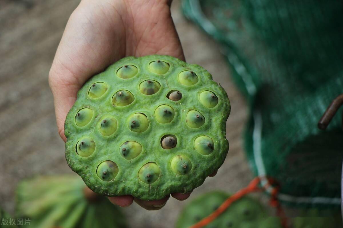 莲花生莲花经莲子为什么不是甜的