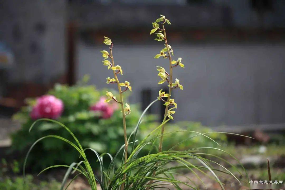 而不能去俯视,花品为容颜,叶子如身姿,我们看待兰花,需要把它当做人一