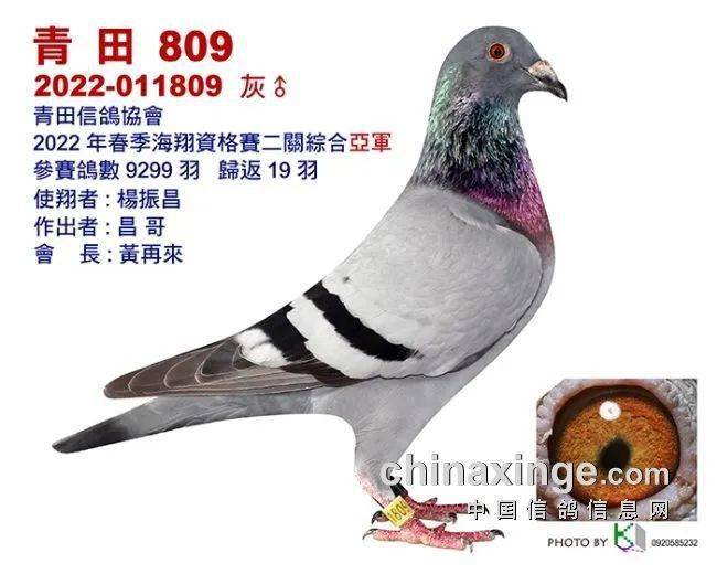 一场资格赛淘汰九成台湾海翔残存奖鸽图鉴