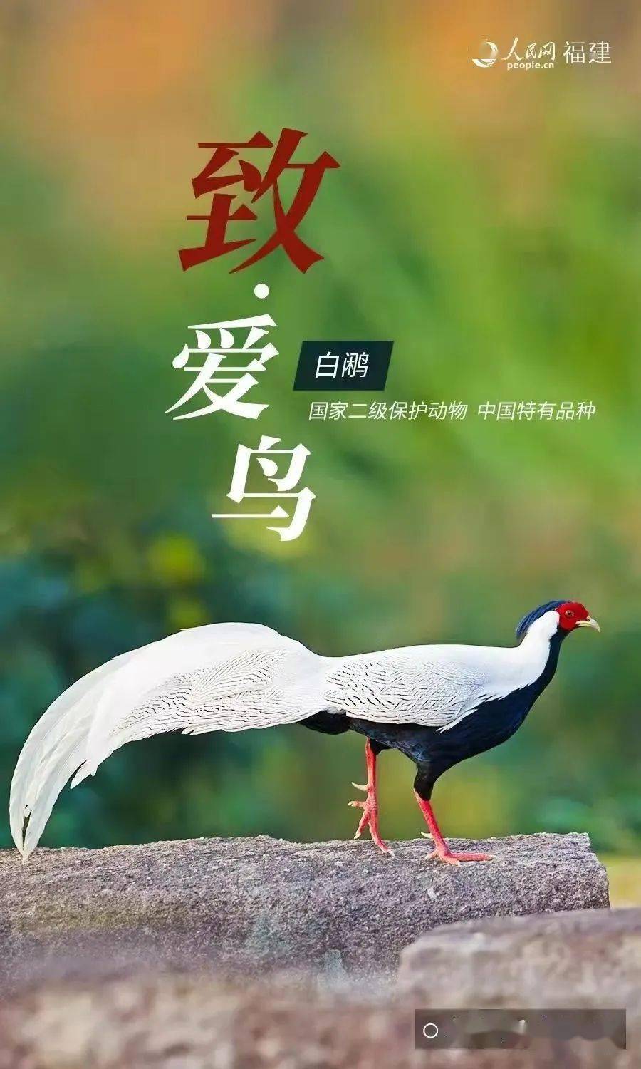 爱鸟周福建省国家重点保护鸟类