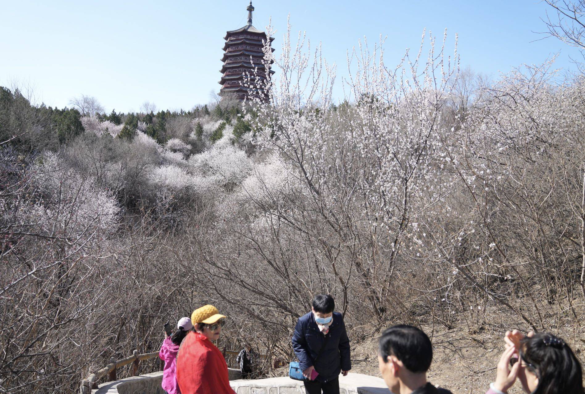 感觉|快来打卡！北京这里有一处“山桃花谷”，花海引人入胜