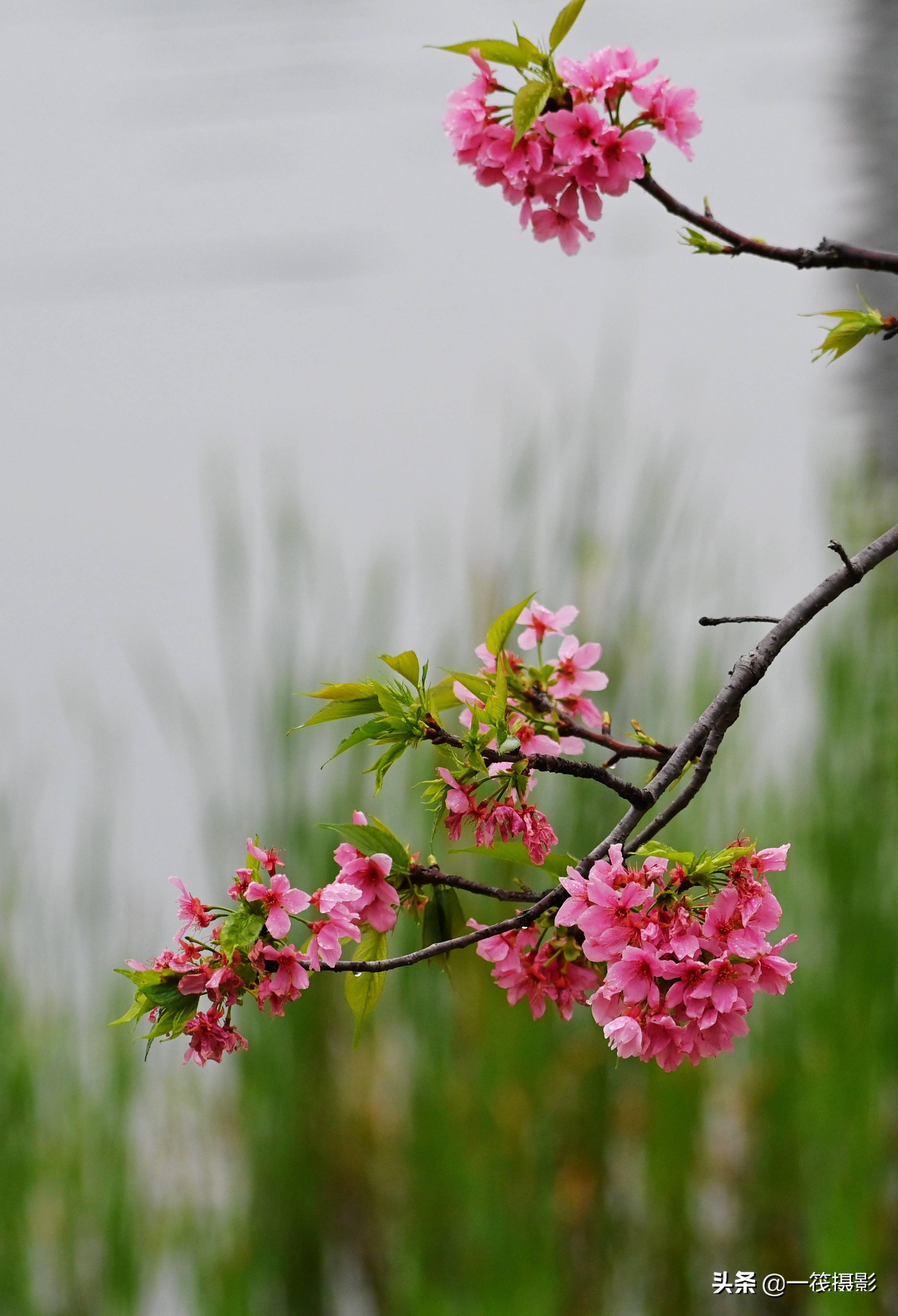 广东春分花图片