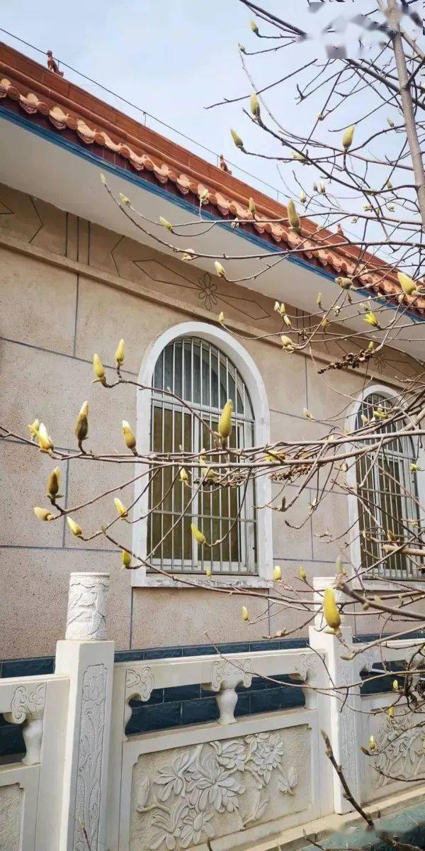 美吕玉兰纪念馆的玉兰花开又报春