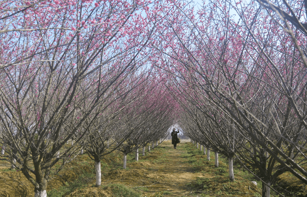 六崗梅園湯池紅嶺杜鵑廬江的春天是白色的春天來到,喚醒了潔白的櫻花