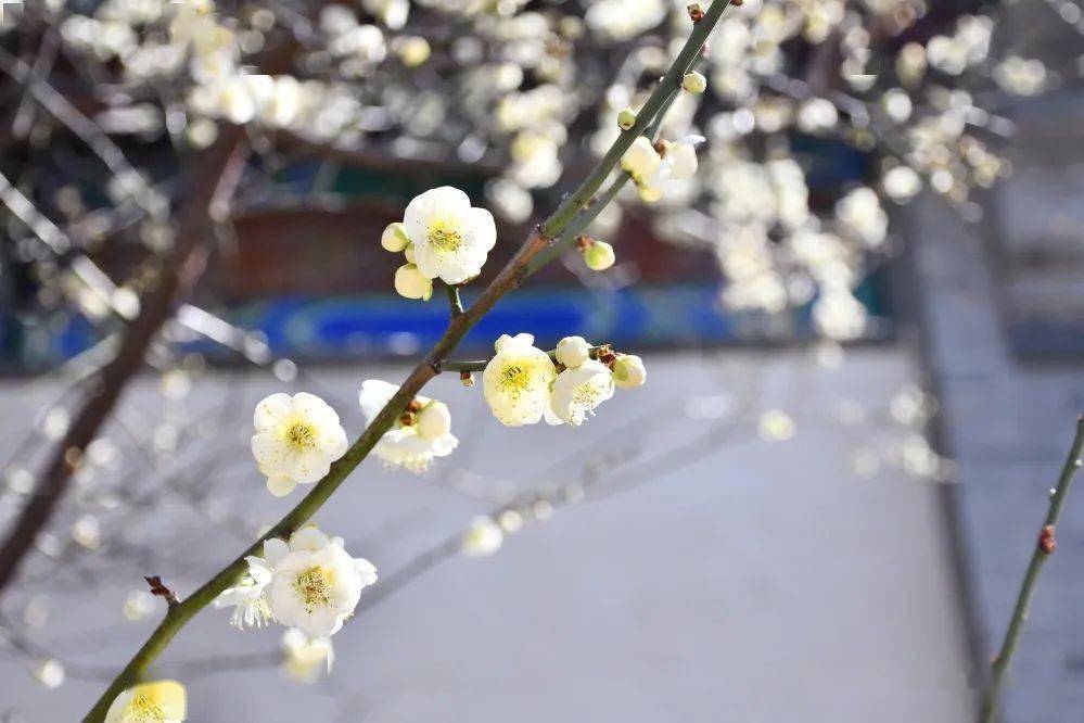 花呢|此刻，邂逅蓬莱阁的“梅”好时光！