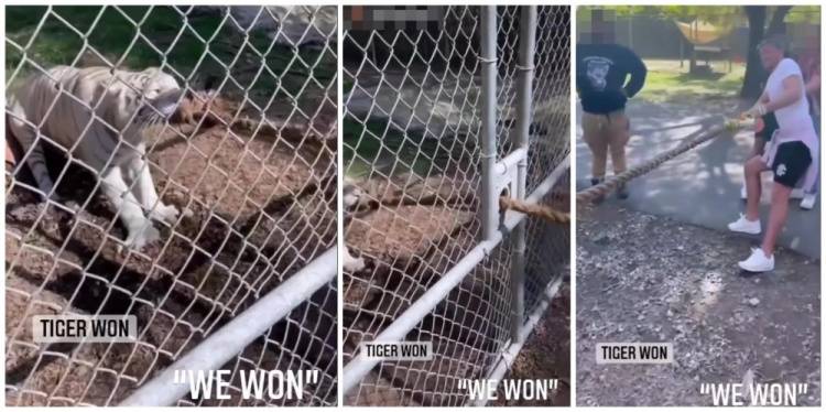方面|太阳报：奇尔维尔在动物园与老虎拔河，被批存在虐待动物的行为