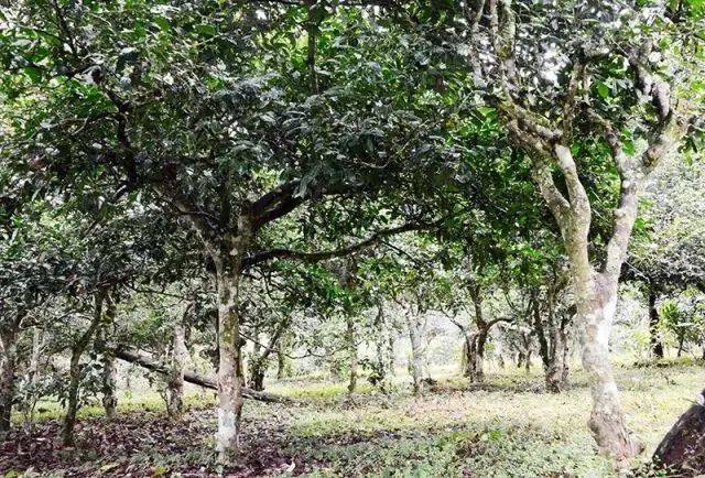 功效|好香！是春天的味道！