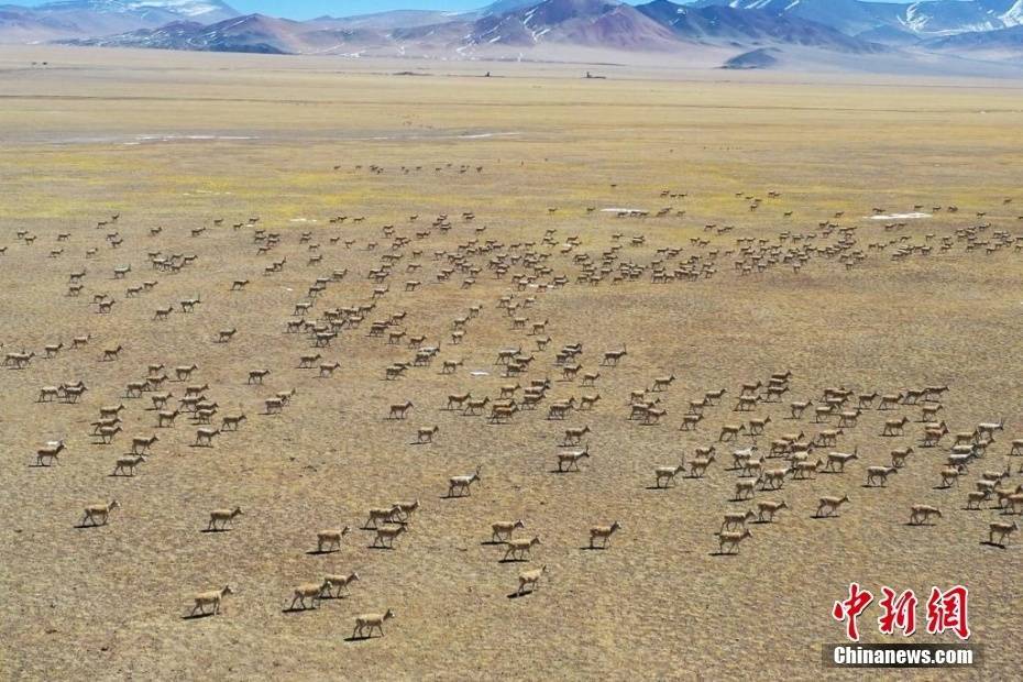 西藏|西藏改则县草原上“长满”藏羚羊群