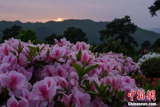 特色|重庆南山放牛村 杜鹃烂漫始盛开