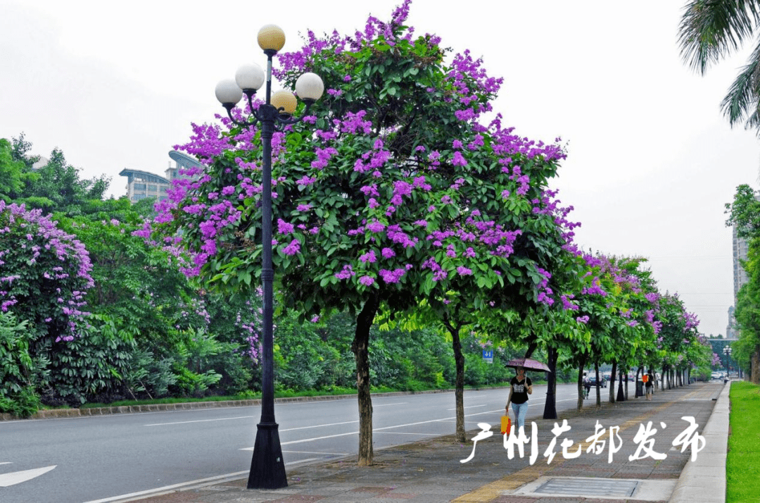 【全面整改·出新出彩】坚持生态优先,建设绿色花都_工作_公园_口袋