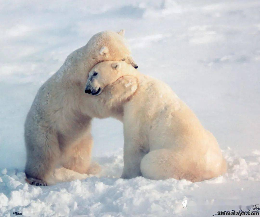 [尼泊尔]2022年珠穆朗玛峰 - "开诚布公,不留遗憾"|攀登珠穆朗玛峰