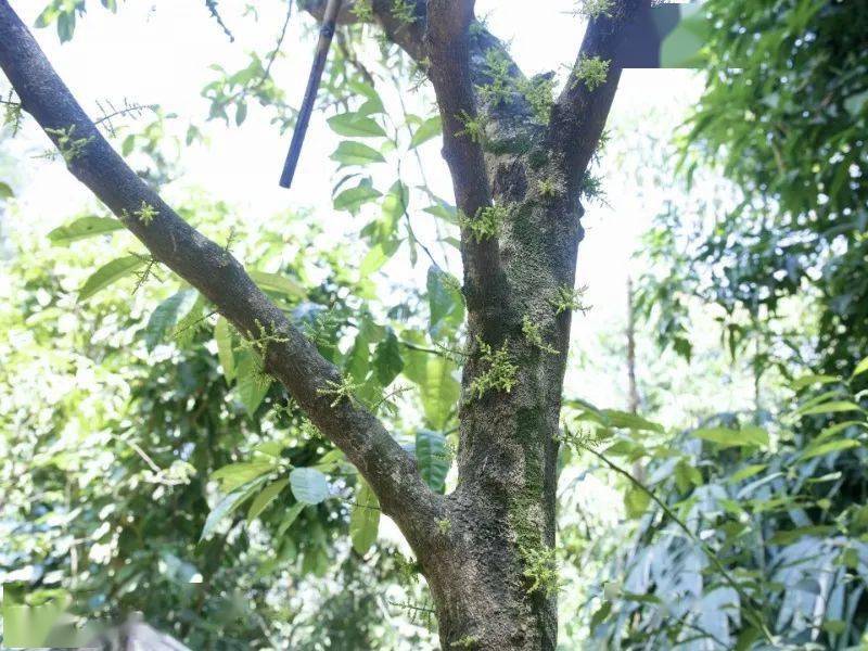 玉溪:春来万物生,莫负好"食"光_野菜_臭菜_甜菜