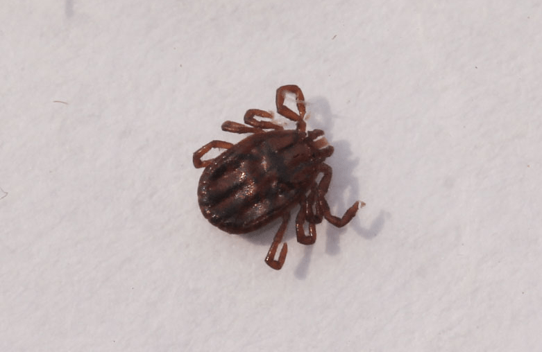 户外踏青一定要小心这种虫子