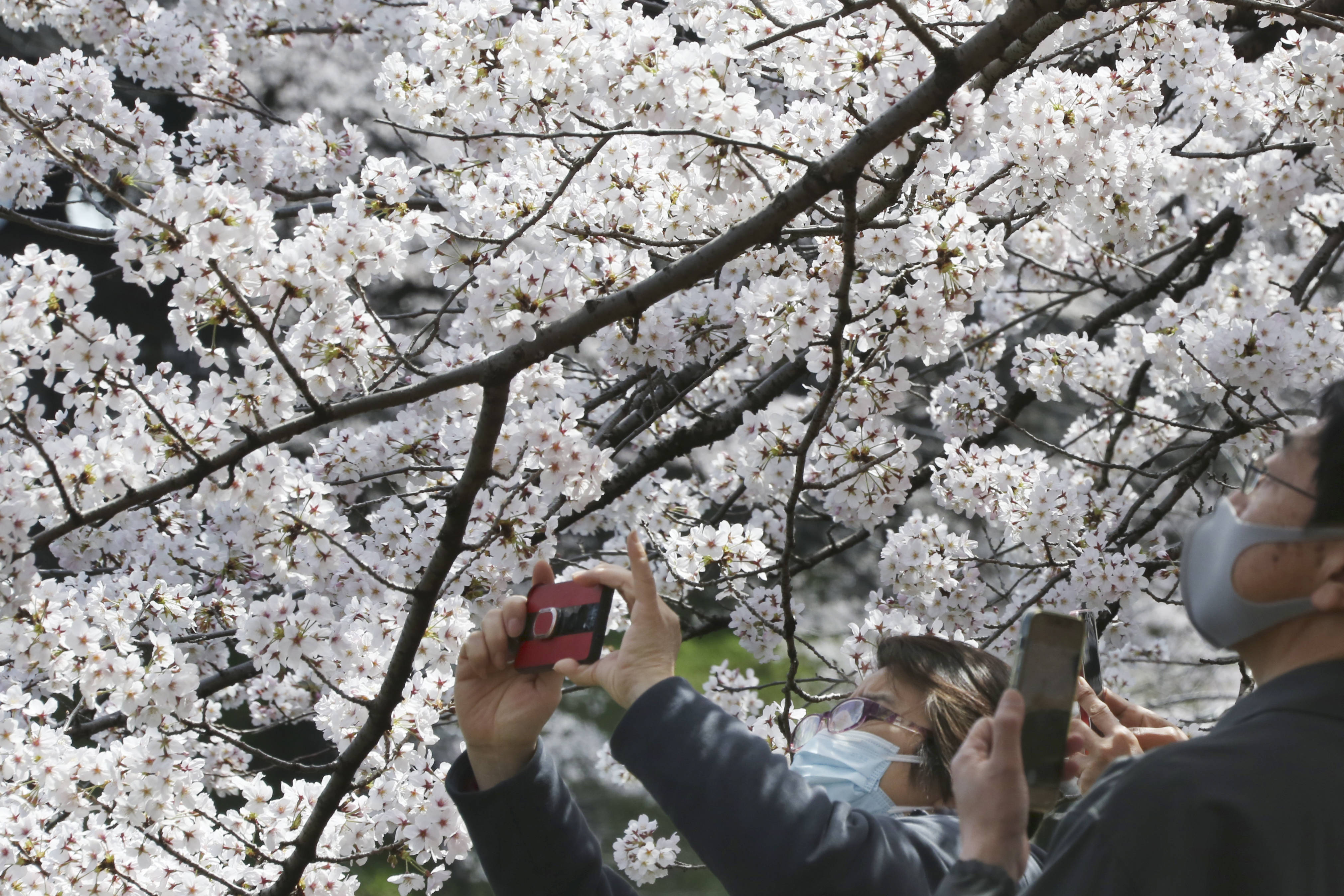 游客|东京：又是一年樱花季