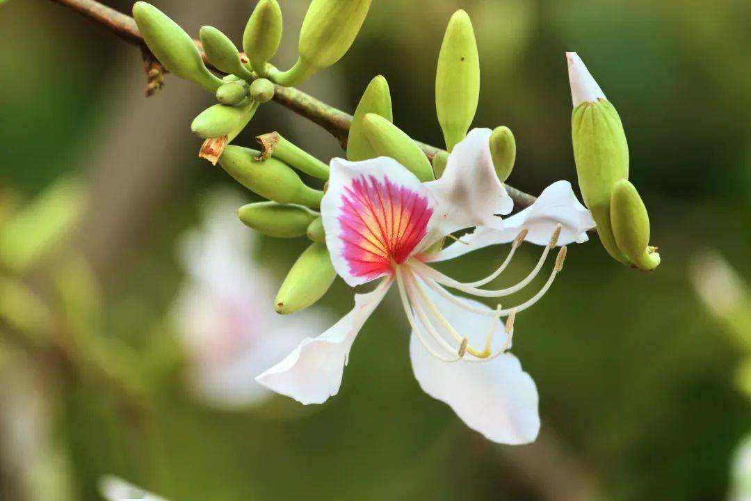 白露花树图片图片