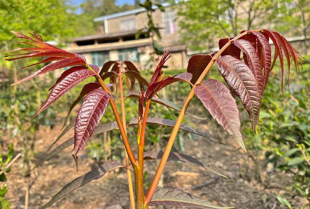 保山漭水明华四季香椿长出致富新芽