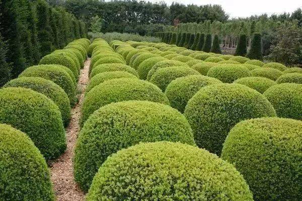 造型植物61球形灌木