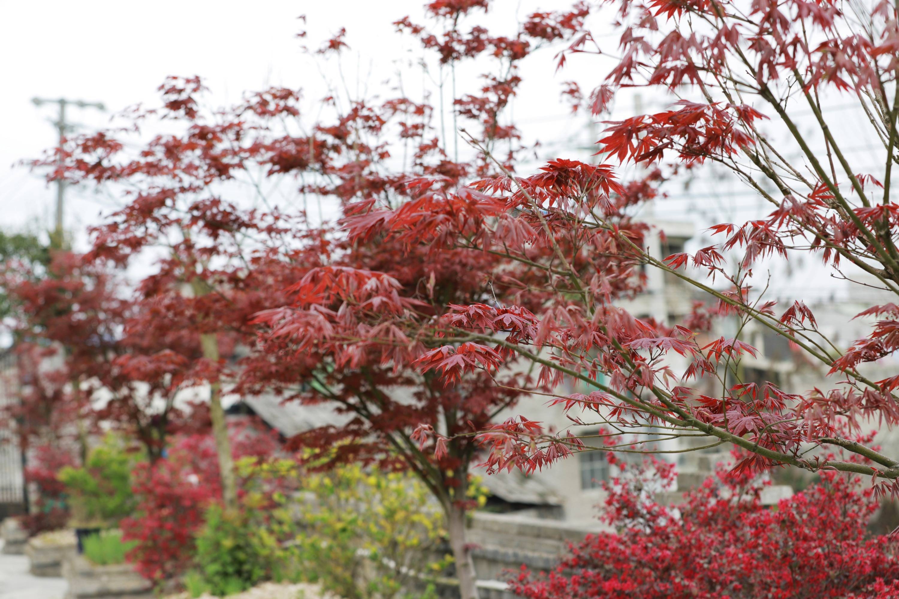 贵州黔西春暖花红