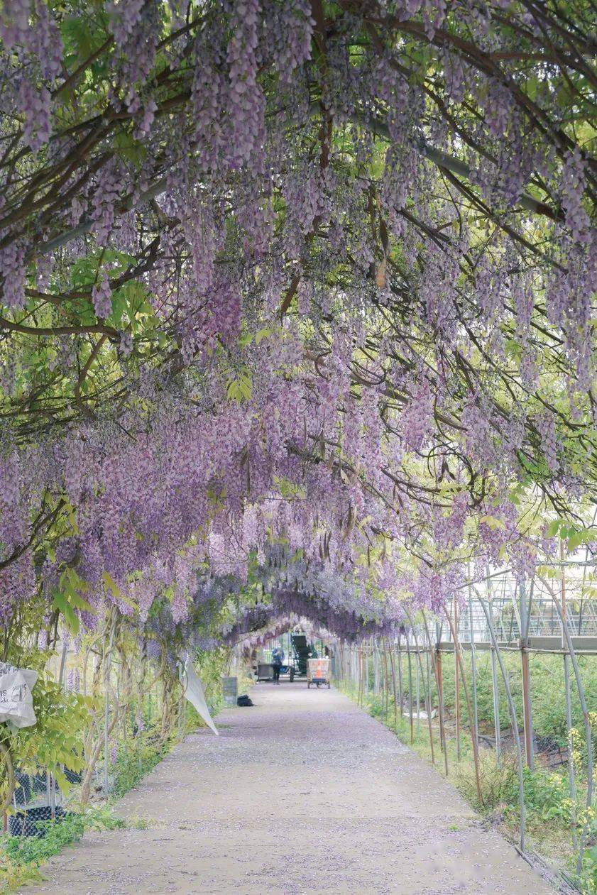 双流藏了一处浪漫的紫藤花长廊!最佳赏花期已至!