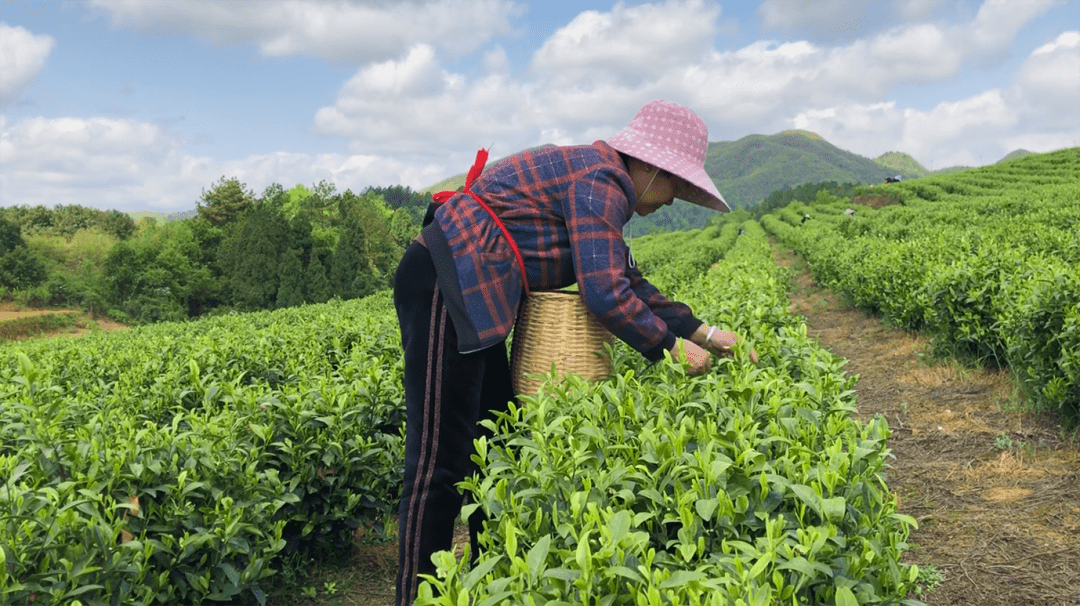 福建大白茶苗种植时间