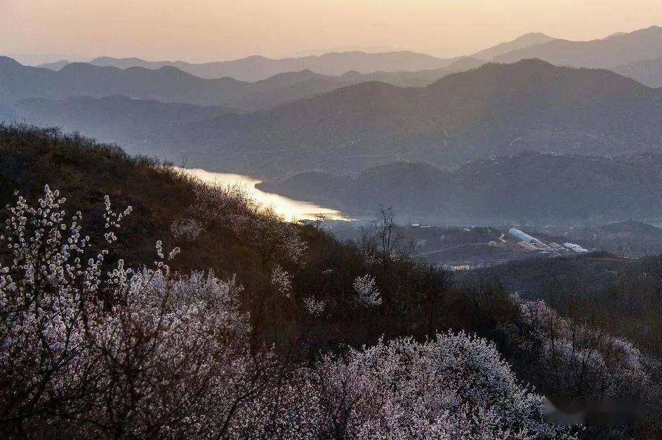 图说赞皇杏花仙子凌空舞波浪坡上秀娇姿