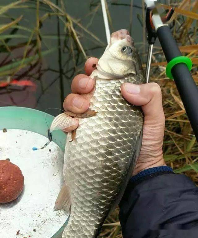 20分钟狂拉10几斤大鲫鱼野战蓝鲫这种高能配方让鱼胃口大开