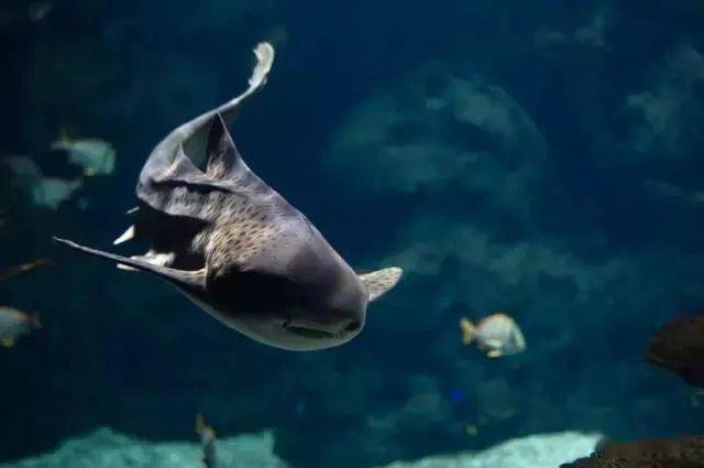 全世界不能错过的水族馆柏林水族馆