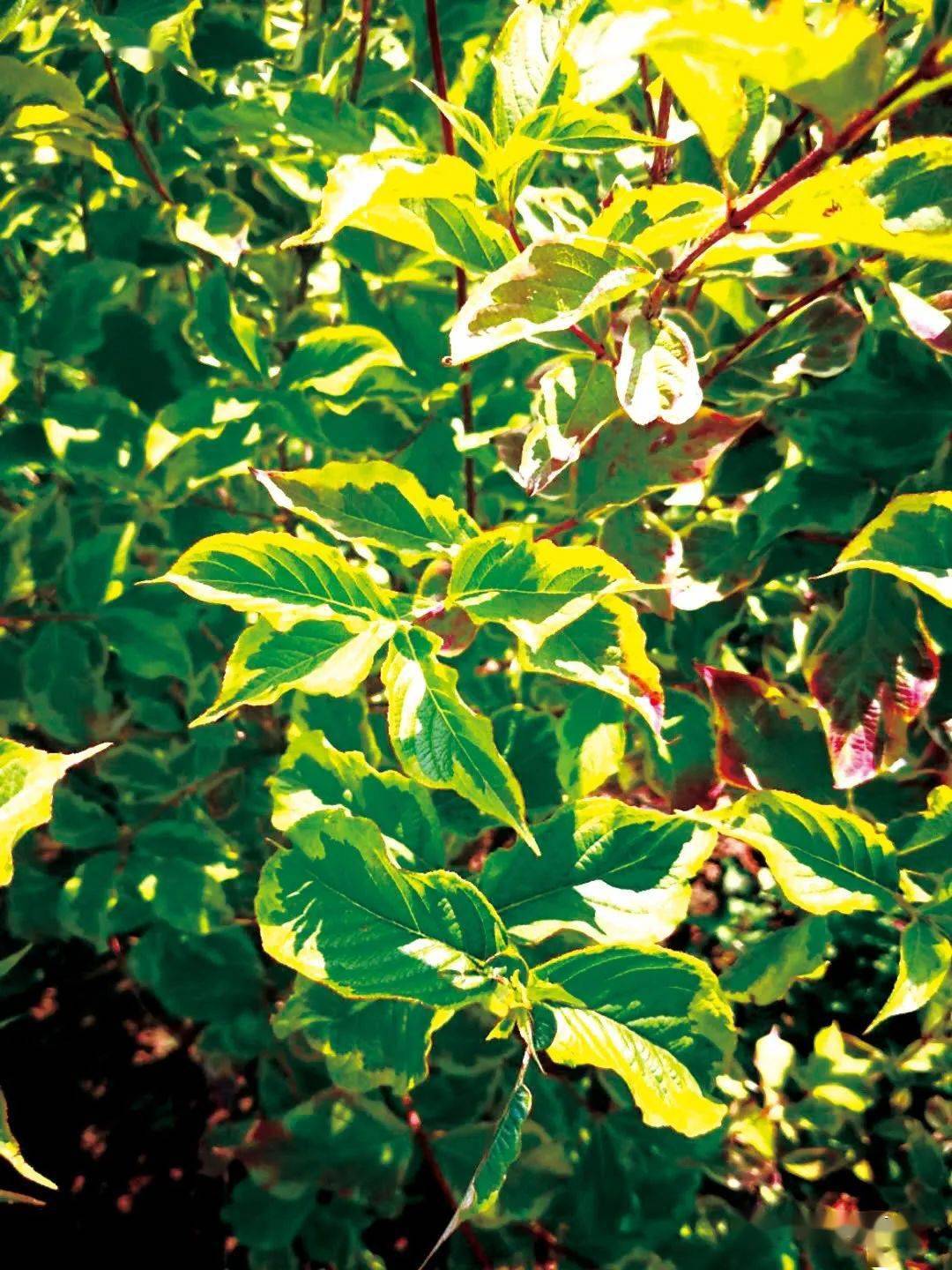 亮点花叶锦带栽培管理技术