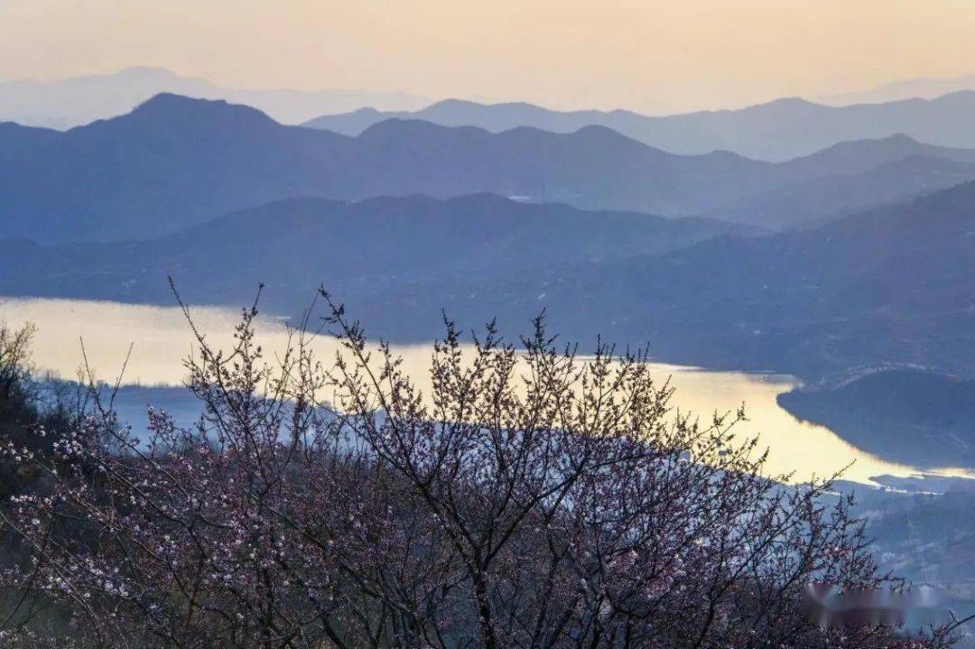 图说赞皇杏花仙子凌空舞波浪坡上秀娇姿