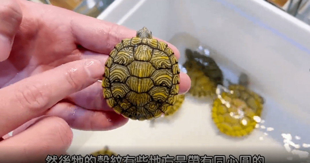 最常见的巴西龟也有这么多不常见的变异品种,您知道如何饲养吗?