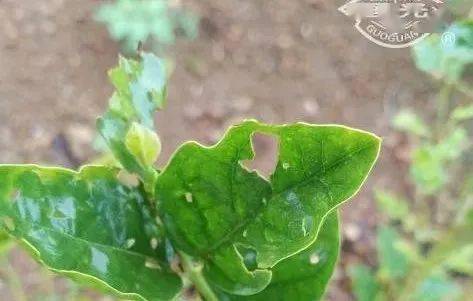 茉莉花白绢病防治技术