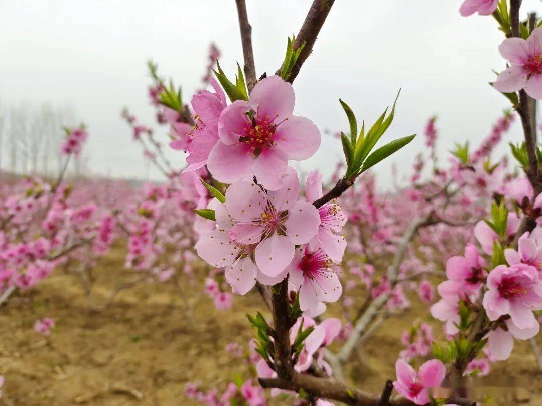 要火汉中有座桃花岛让人流连忘返您去过吗