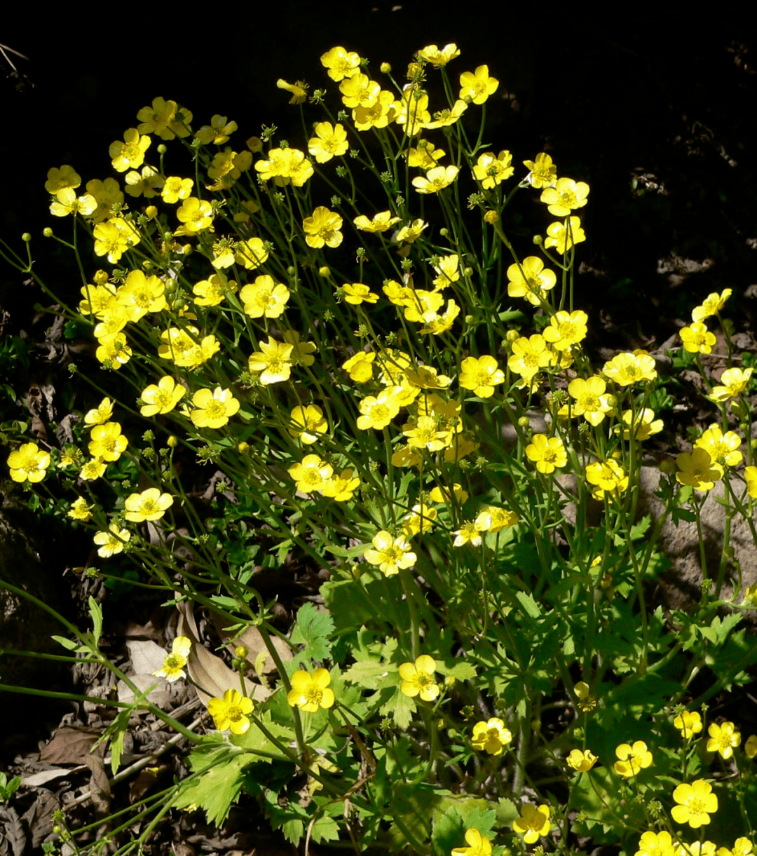 静看花开毛茛野地里明亮夺目的小黄花
