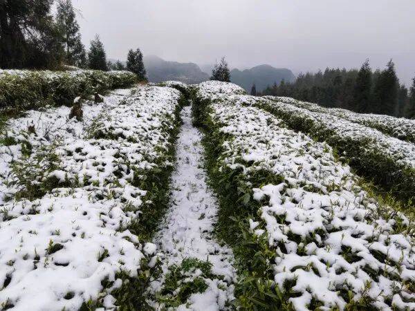 四月的貴州這三個地方下雪了