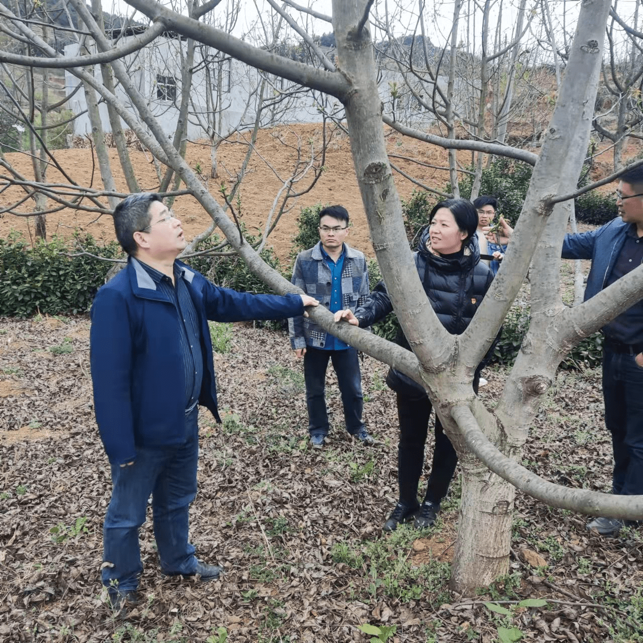 赫章县朱明镇:农技下乡 核桃增产