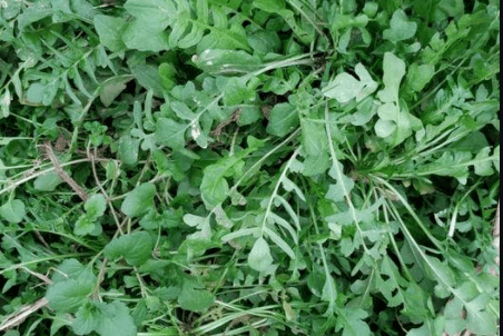 延安人注意:野菜雖美味,採食需慎重!_食用_薺菜_馬齒莧