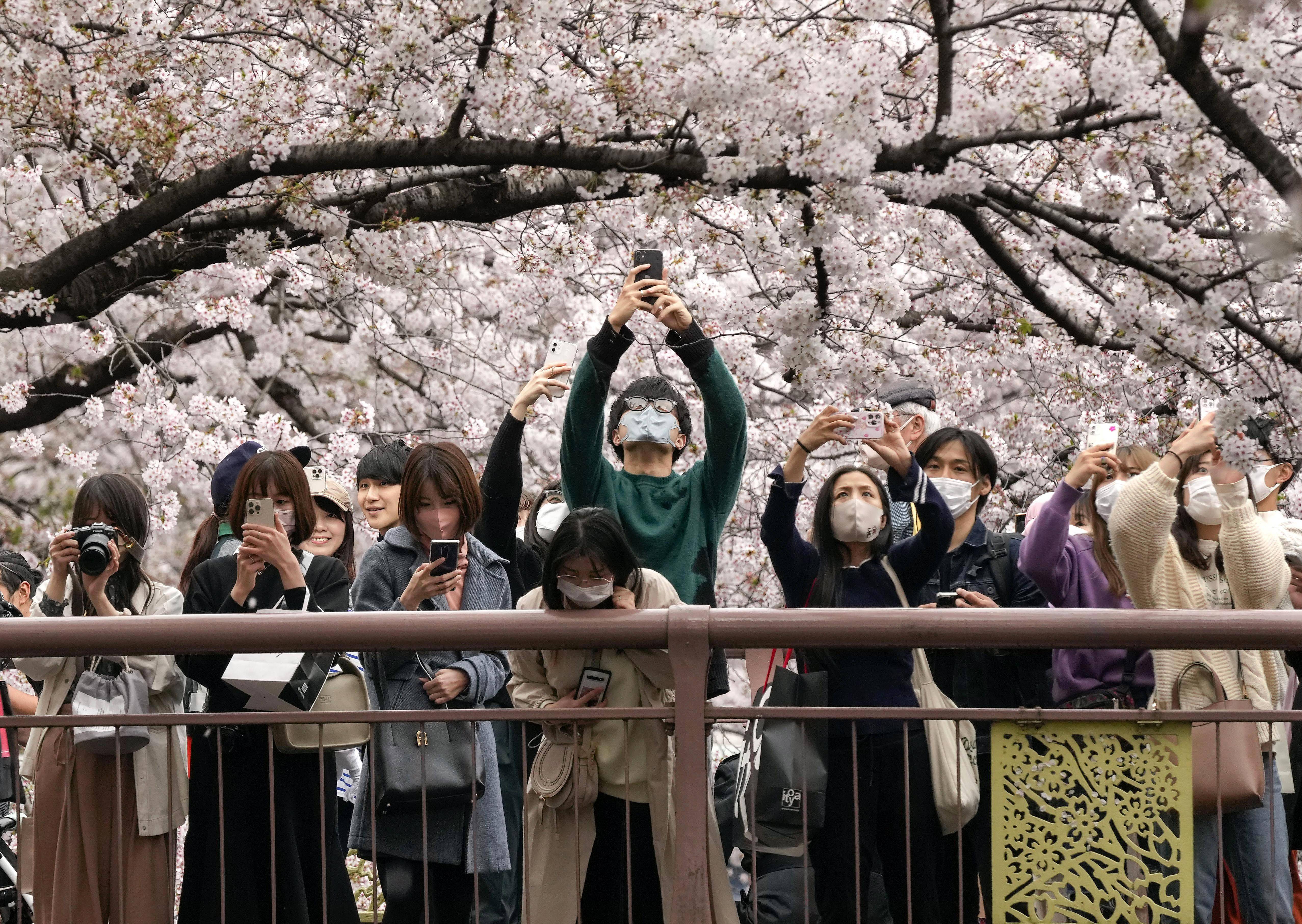 日本:赏樱正当时