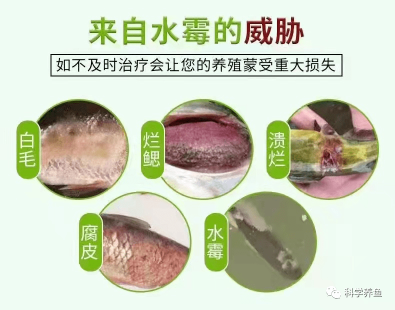 为什么连最简单的水霉病我们都不会治了