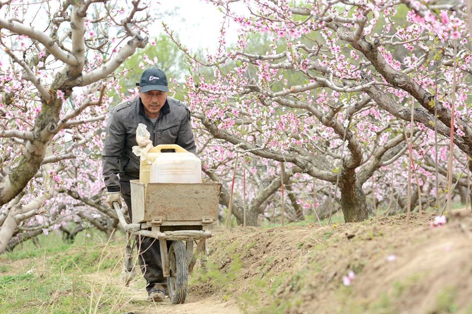 3月31日,秦州區太京鎮李家臺子村,田家莊村的果農們在果園翻耕土地