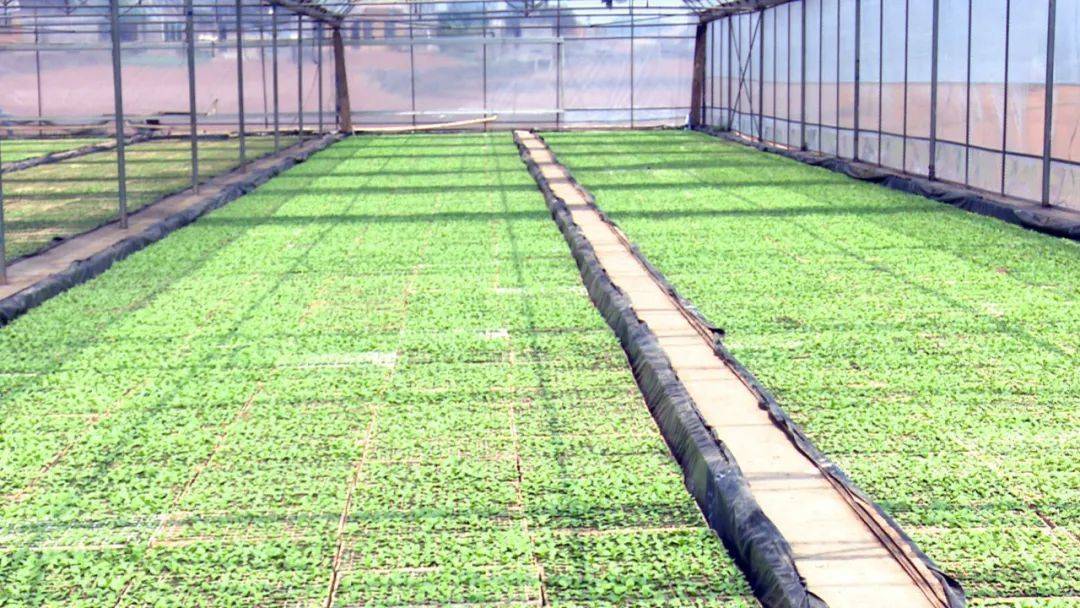 五五攻坚行动云贵乡烤烟育苗长势喜人