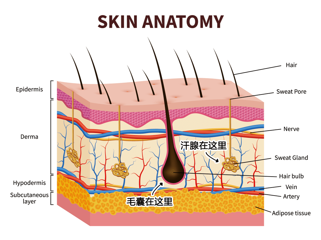 全身都能涂,不刺激皮肤,还能抑制毛发生长!_毛囊_汗毛_成分