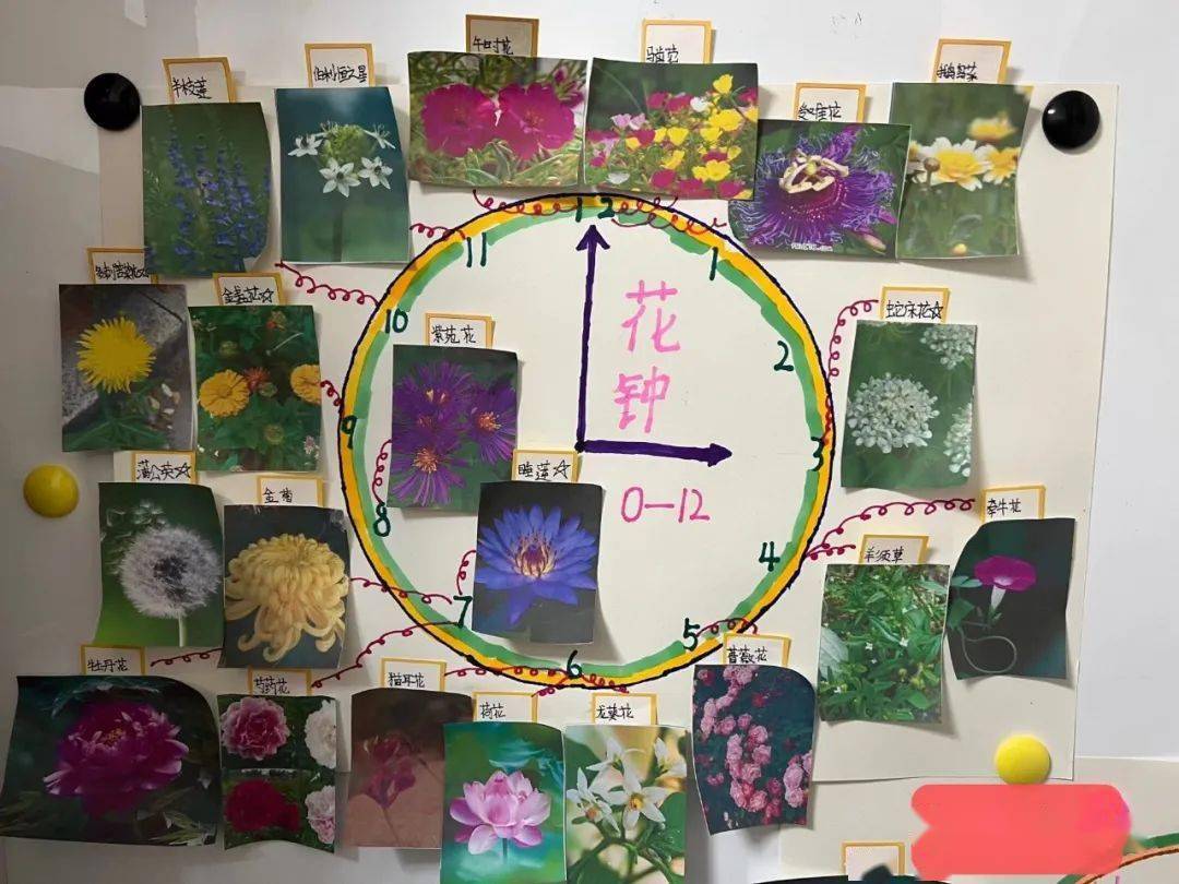 北海小讲师北海语文小讲师开播啦走进小主播王柏涵的花钟大世界