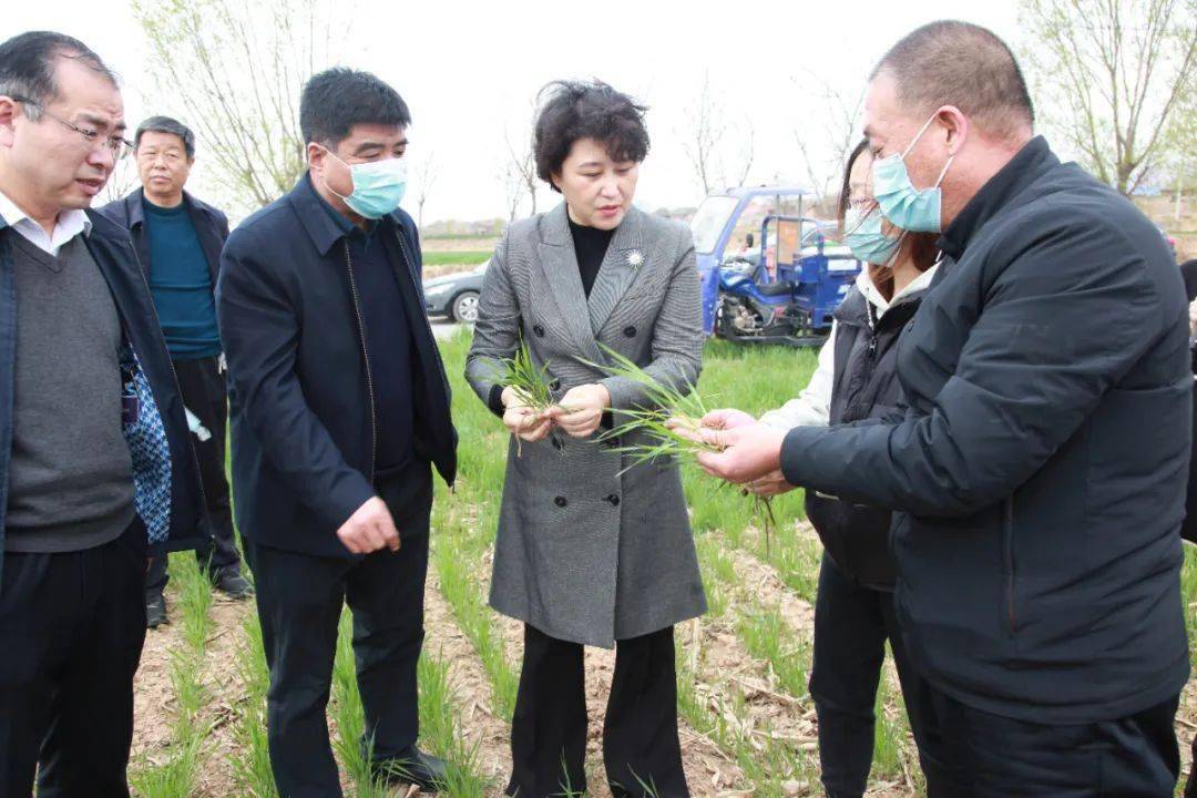 苏丽红局长在绛县调研春季生产和省校合作科研协作项目