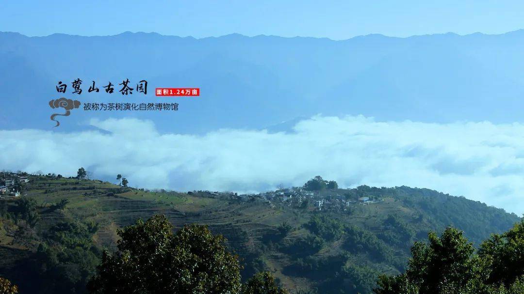 茶苗栽培技术要点