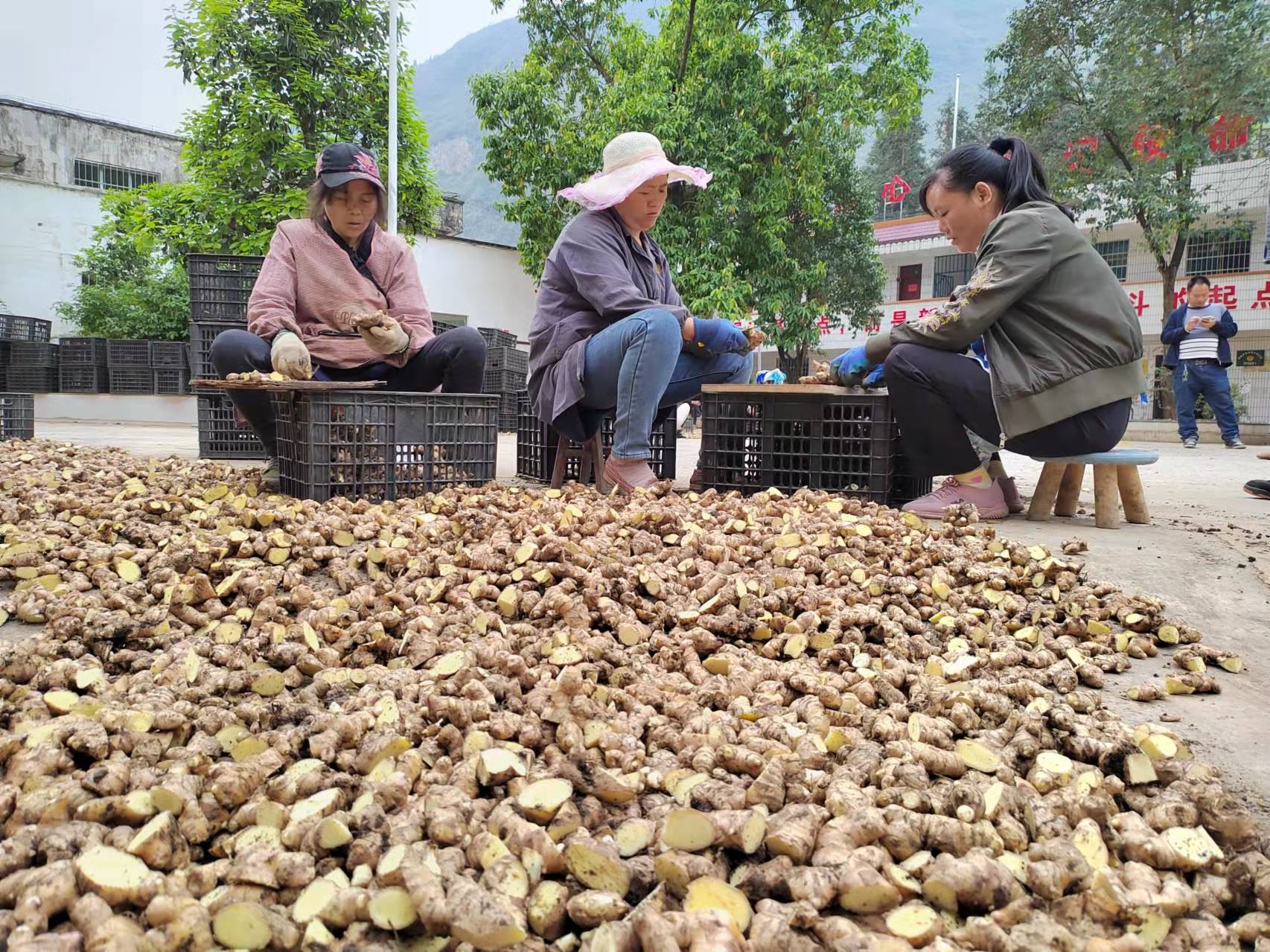 晴隆茶马镇大田社区:林下套种生姜 以短养长助农增收_种植_澳洲_农户