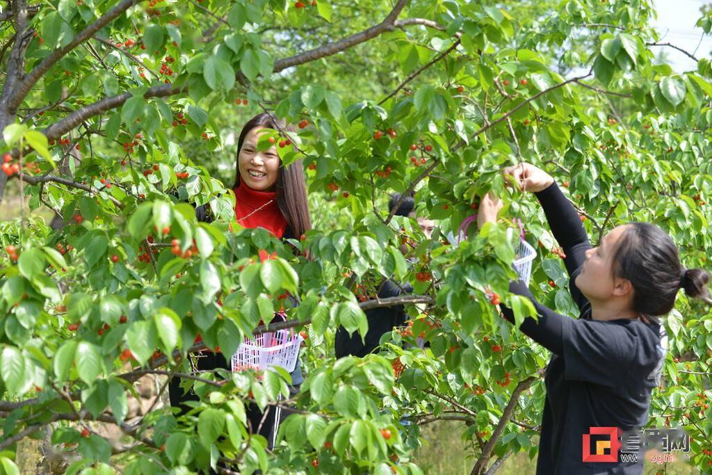 荣县铁厂镇1000亩醉妃红樱桃开采