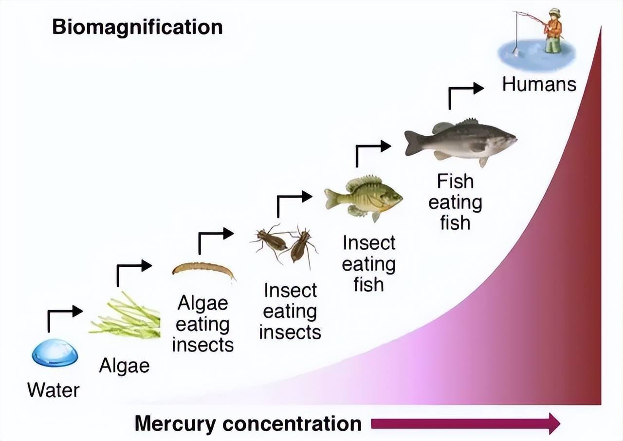 小鱼吃虾,大鱼吃小鱼,然后人吃大鱼这种食物链,最后都聚集到我们的