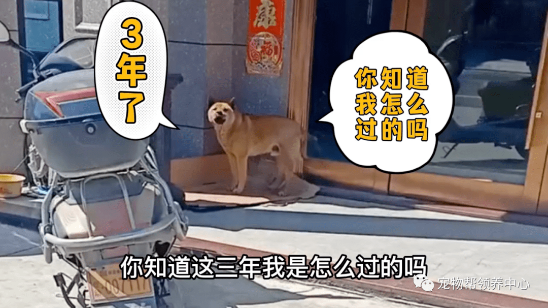 记仇医生给狗狗绝育救狗一命却被连续骂了3年狗子割蛋之仇不共戴天